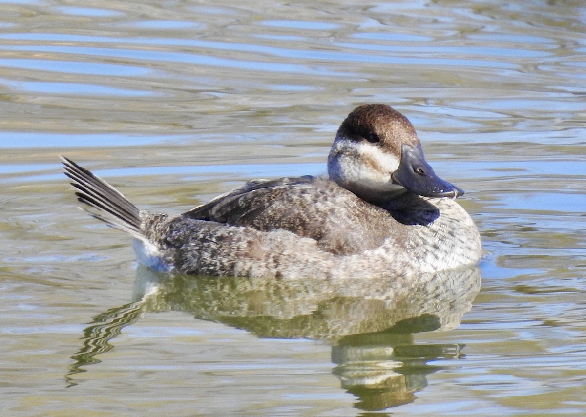 Érismature rousse - ML282900181