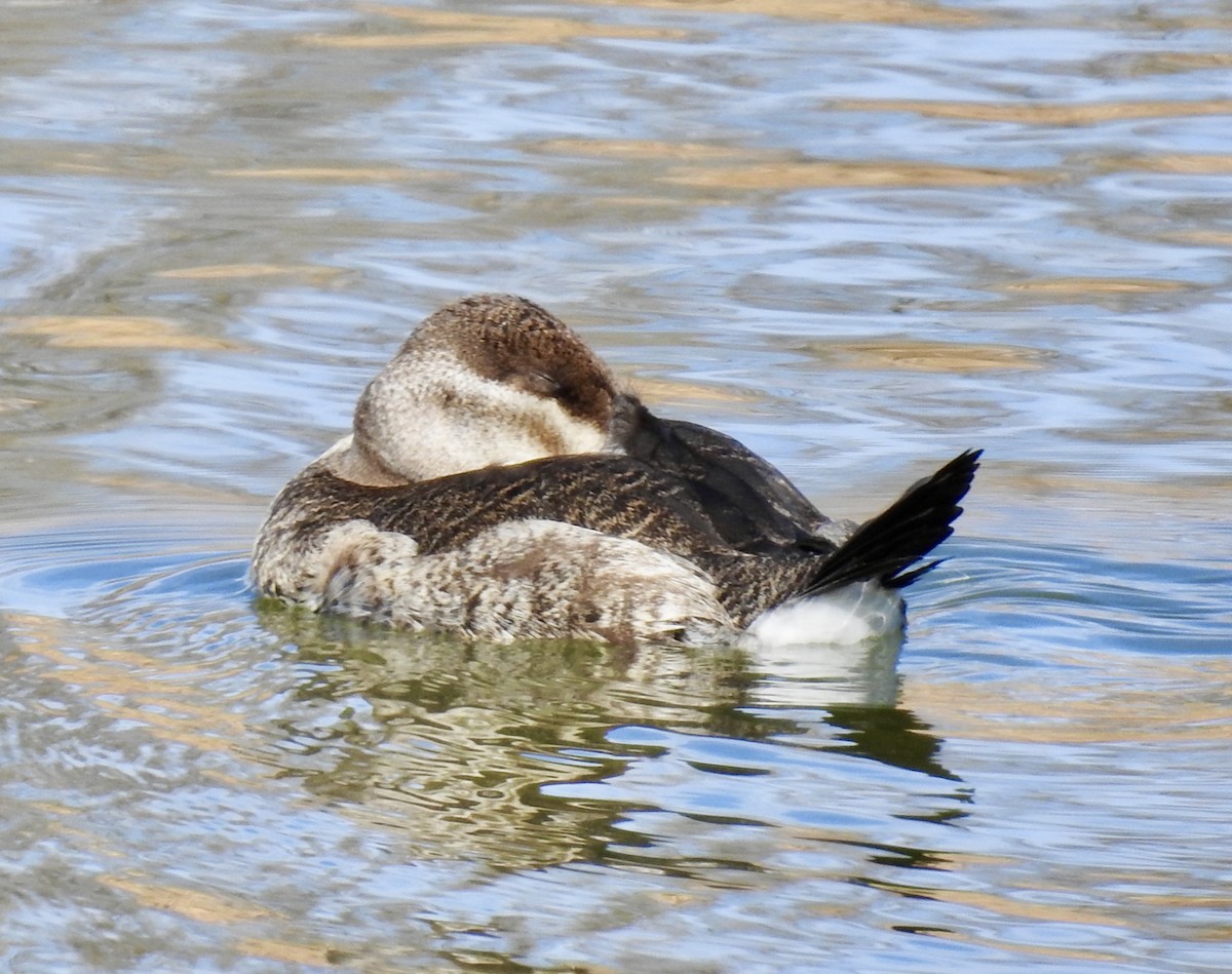 Érismature rousse - ML282900211