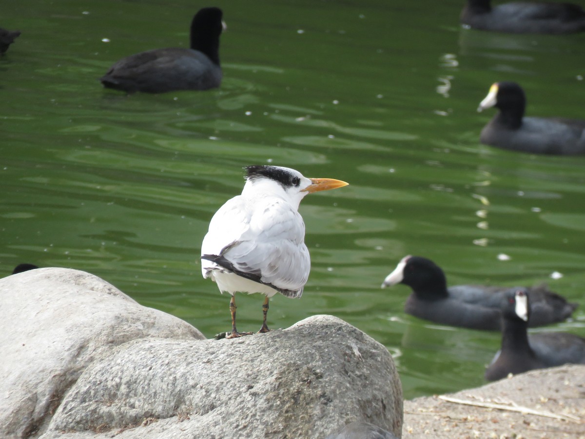 Royal Tern - ML282900411