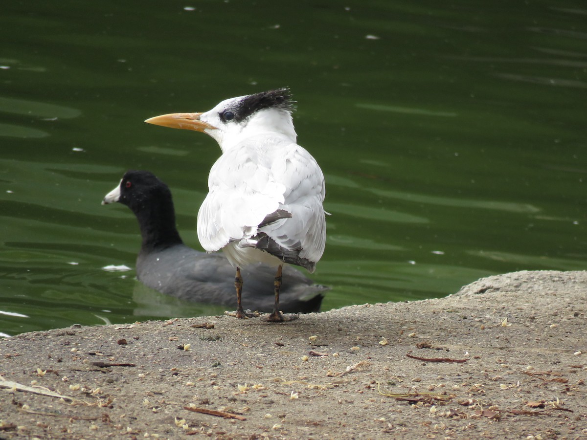 Royal Tern - ML282900691