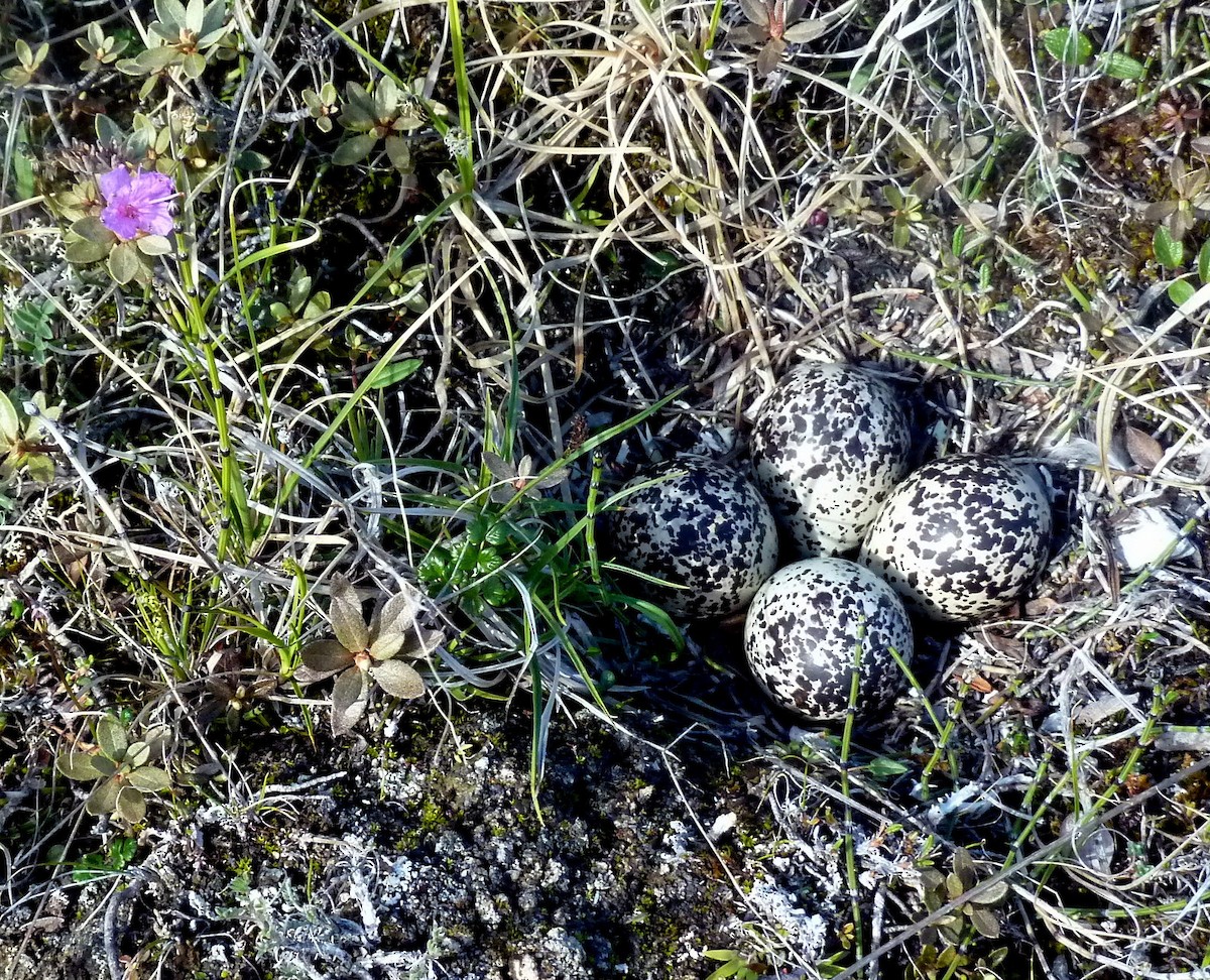Smith's Longspur - ML282900871