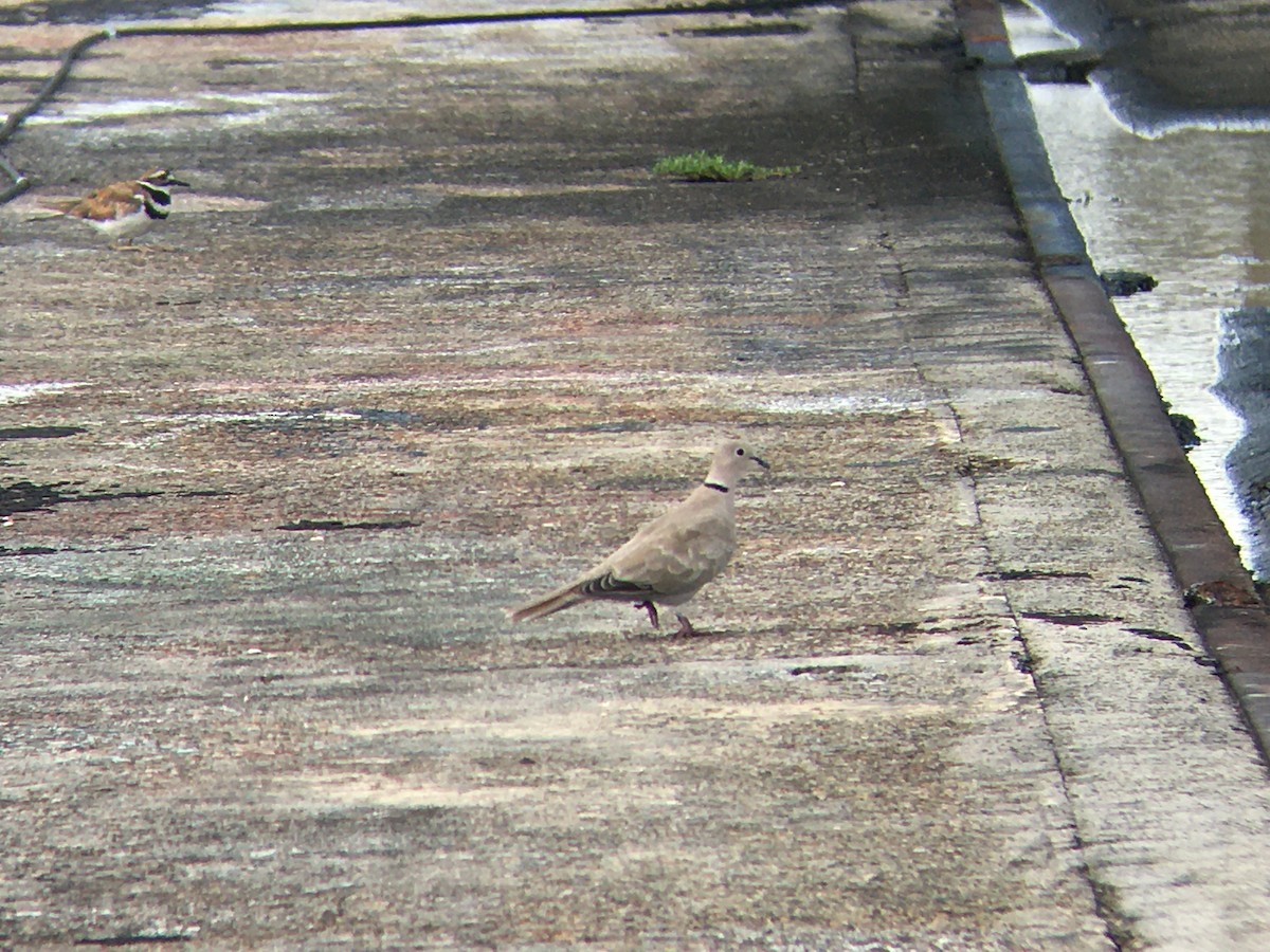 Eurasian Collared-Dove - Matt Brady