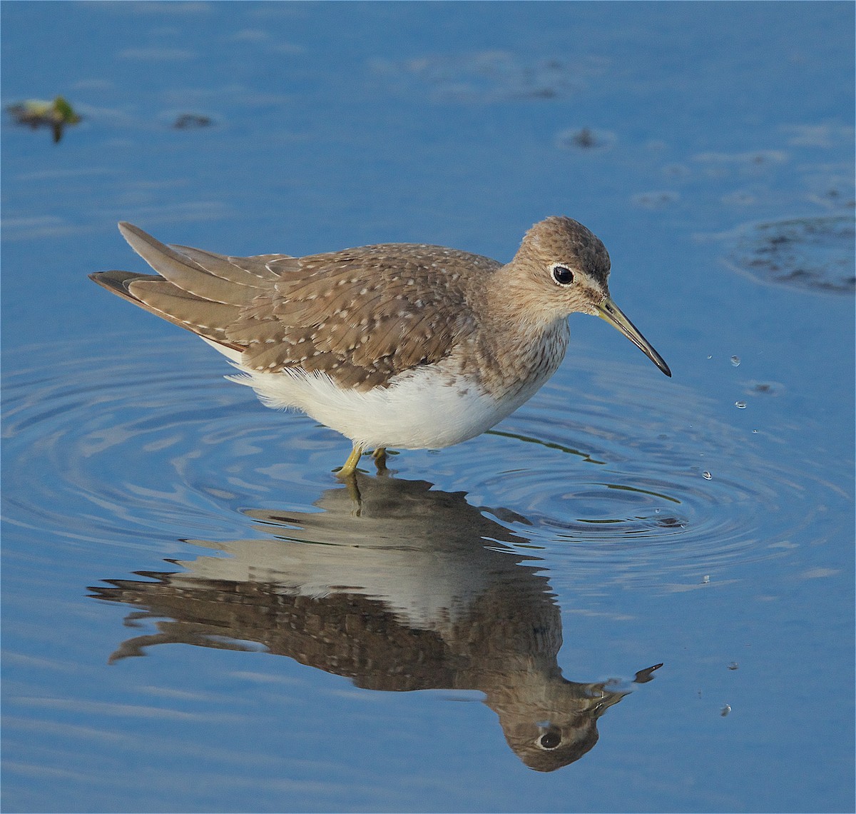 Solitary Sandpiper - ML282902431