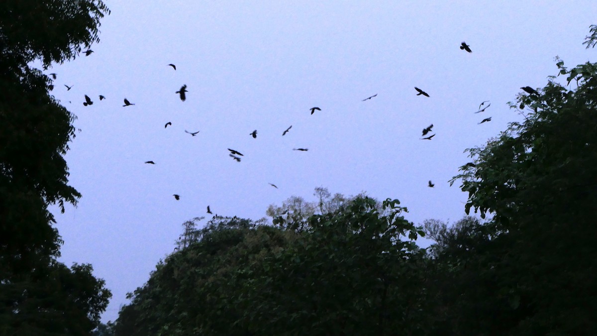 Large-billed Crow - Mohan Raj K.