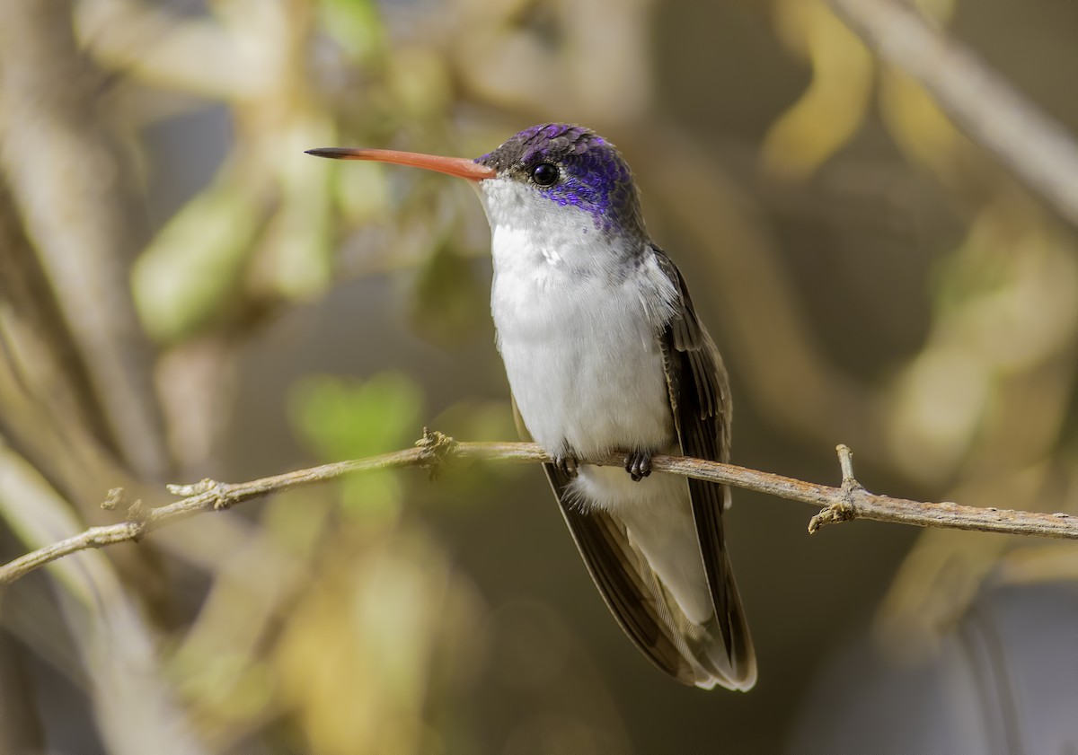 Violet-crowned Hummingbird - Matthew Jolley