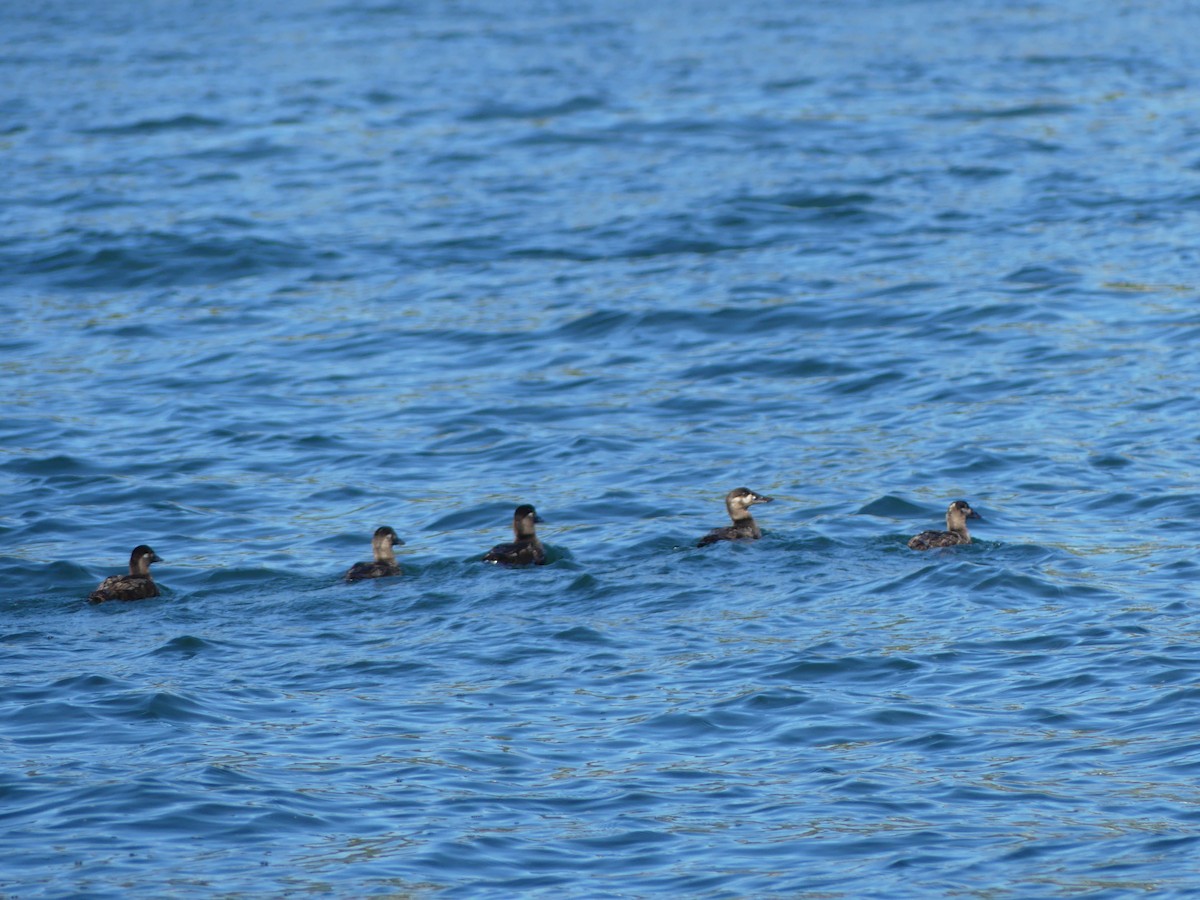 eBird Checklist - 25 Aug 2020 - Howe Sound--Passage Island - 10 species