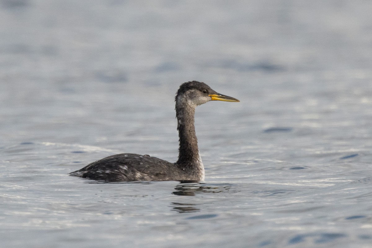 Red-necked Grebe - ML282907101