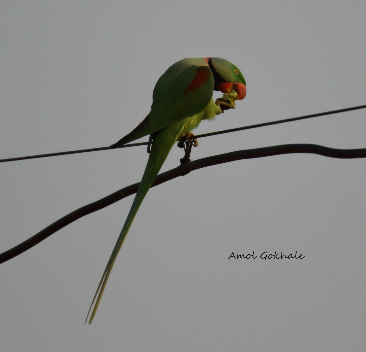 Alexandrine Parakeet - ML282907751