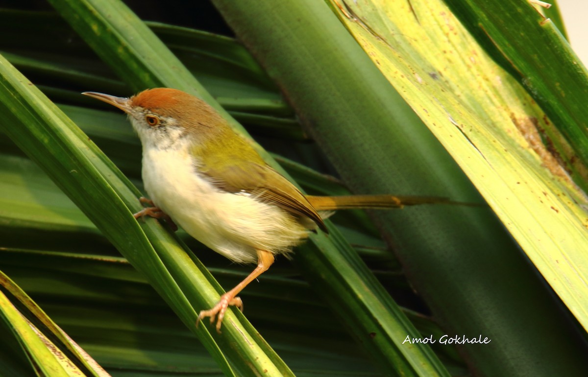 Rotstirn-Schneidervogel - ML282907801