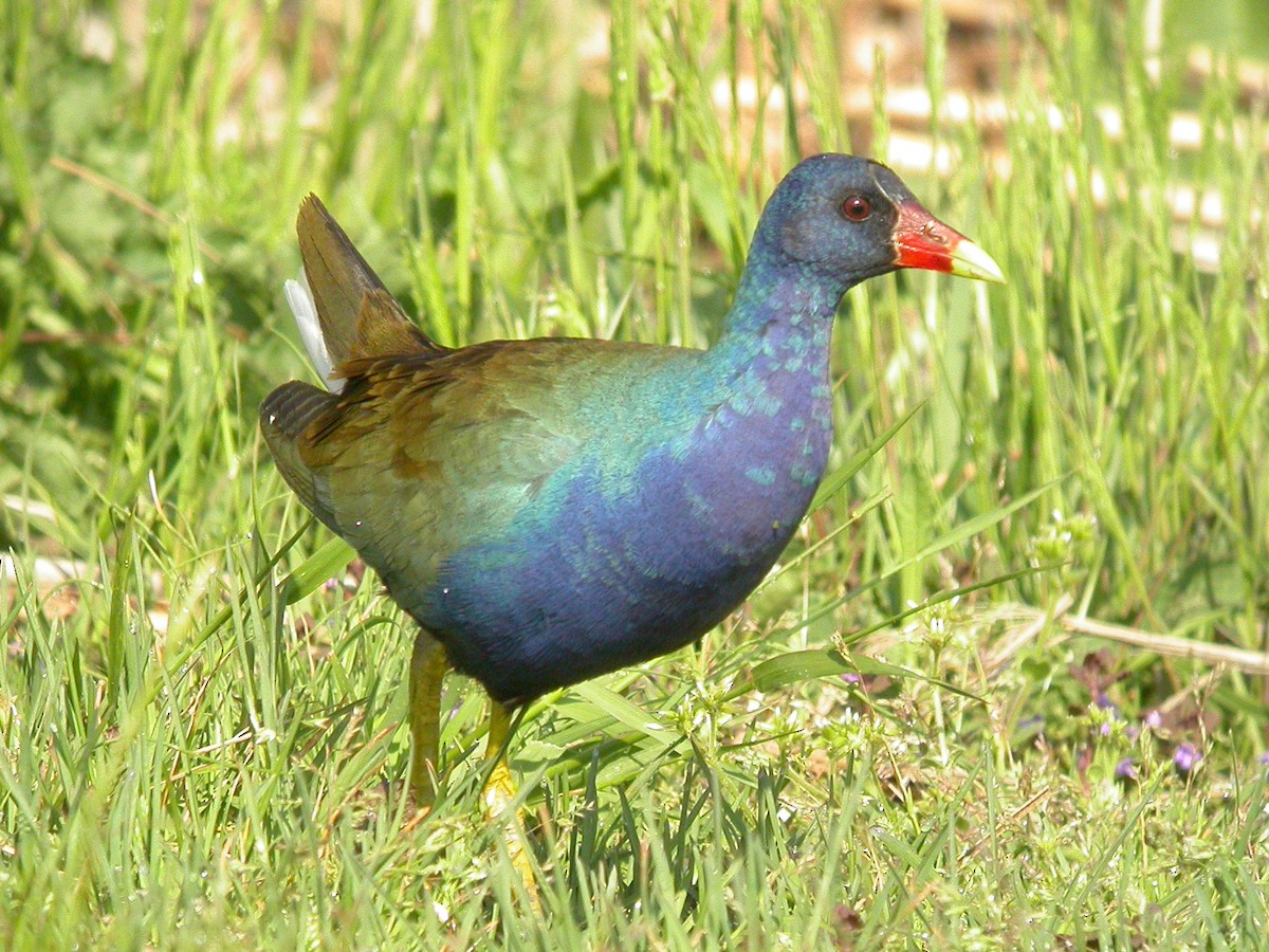 Purple Gallinule - ML282910701