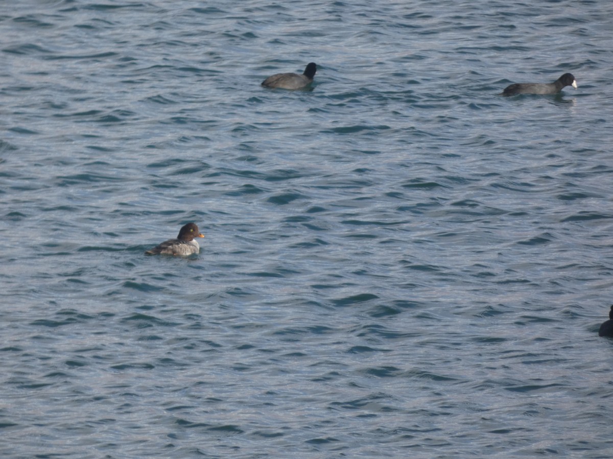 Barrow's Goldeneye - ML282911911