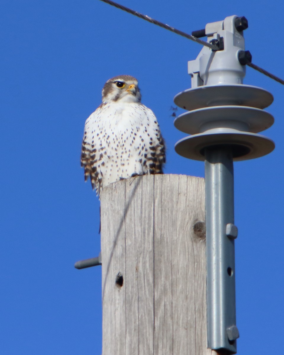 Prairie Falcon - ML282912271