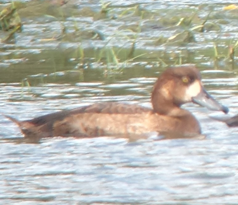 Greater Scaup - Lance Tanino