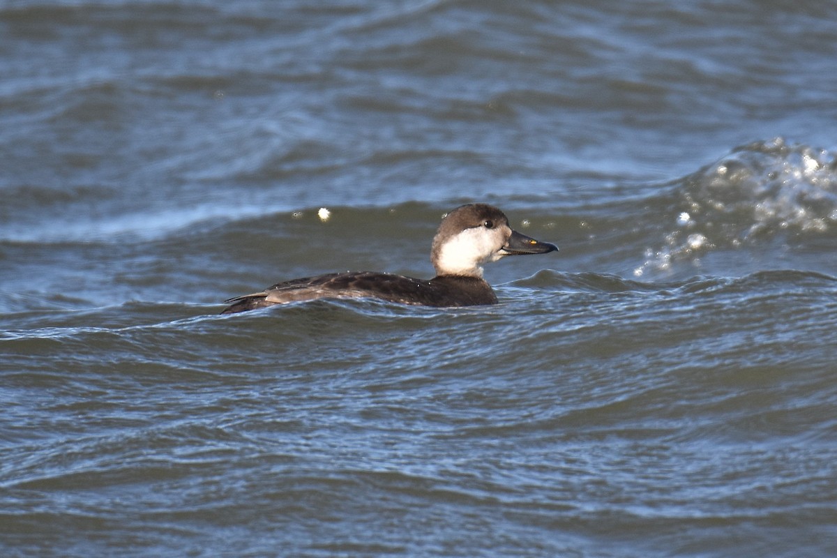 Black Scoter - Josh Smith