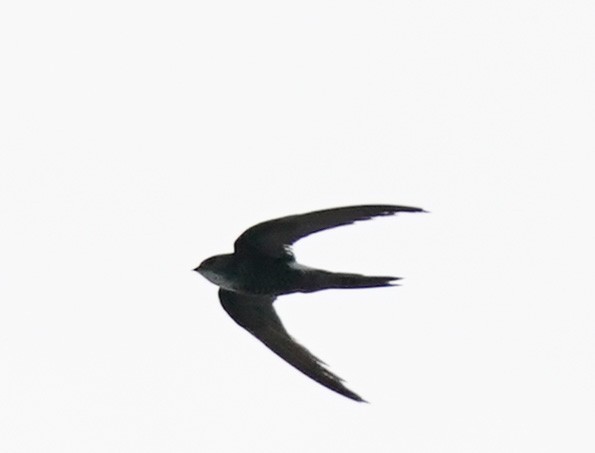 Pacific Swift - Ramesh T