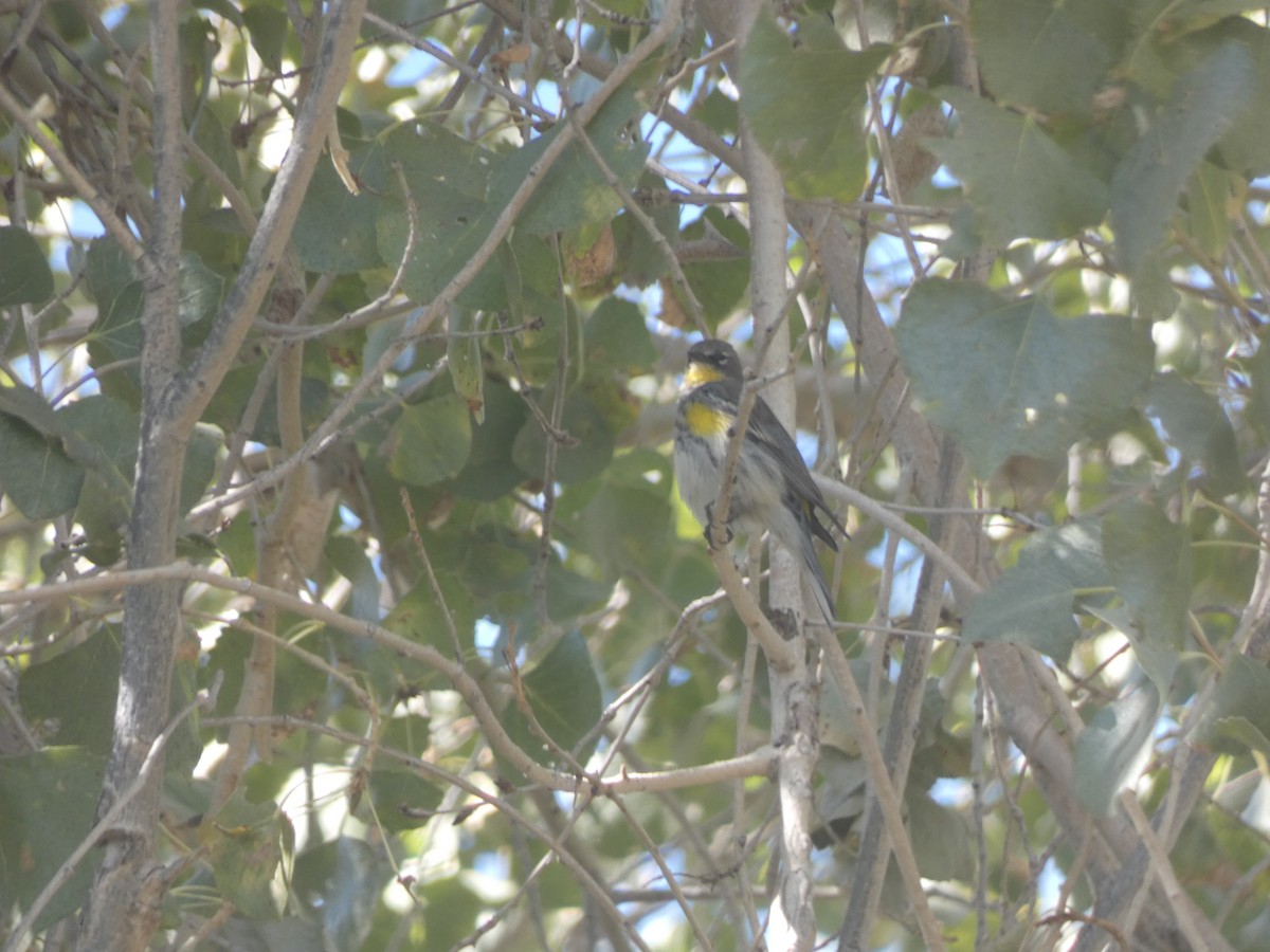 Yellow-rumped Warbler (Myrtle x Audubon's) - ML282914831