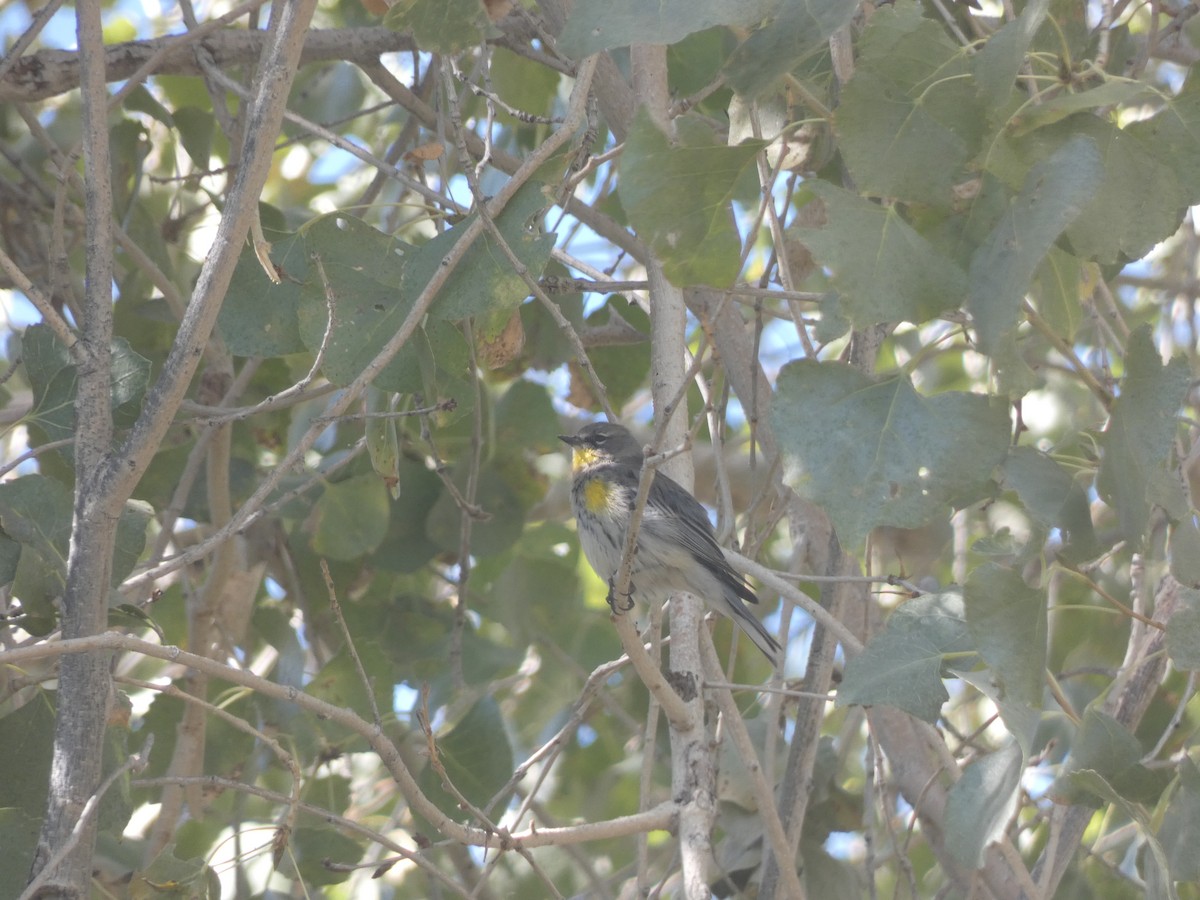 Yellow-rumped Warbler (Myrtle x Audubon's) - ML282914841