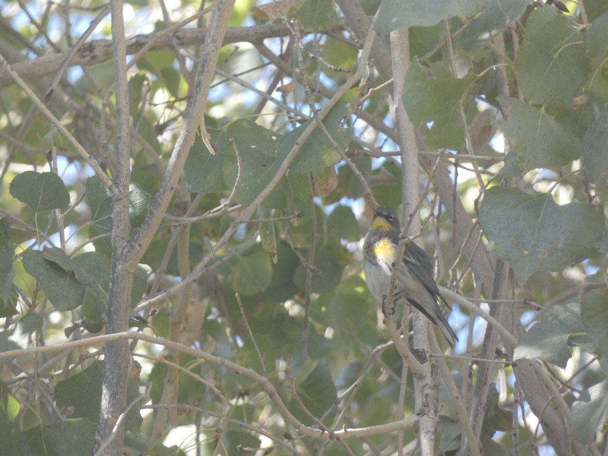 Yellow-rumped Warbler (Myrtle x Audubon's) - ML282914851