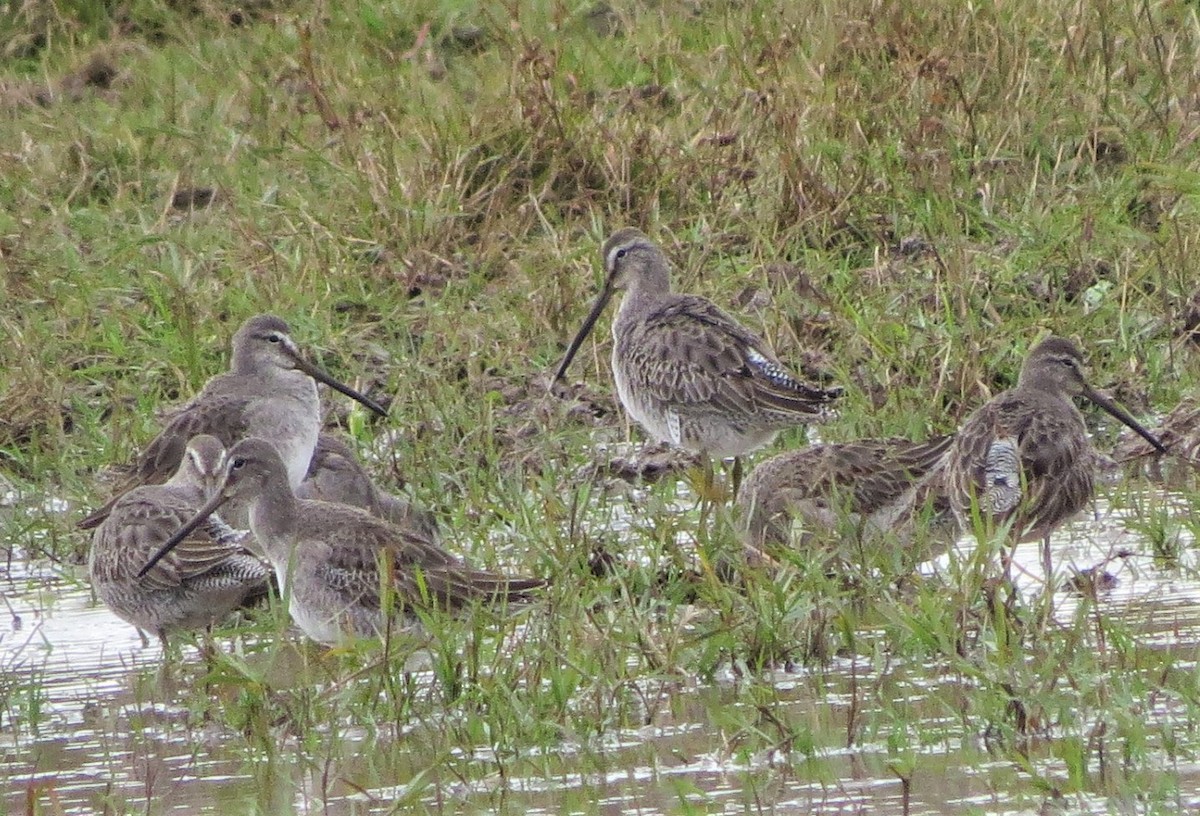 Long-billed Dowitcher - Vivek Govind Kumar