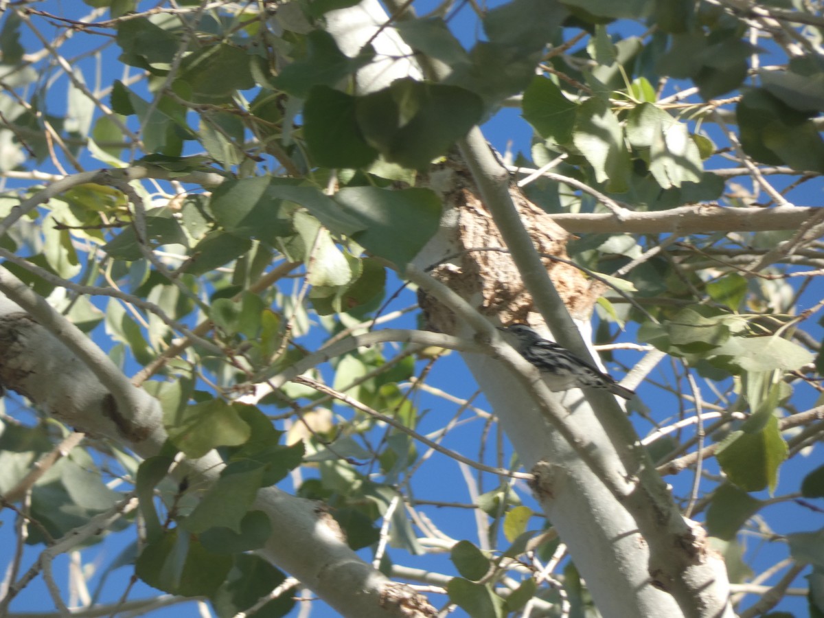 Black-and-white Warbler - ML282917341