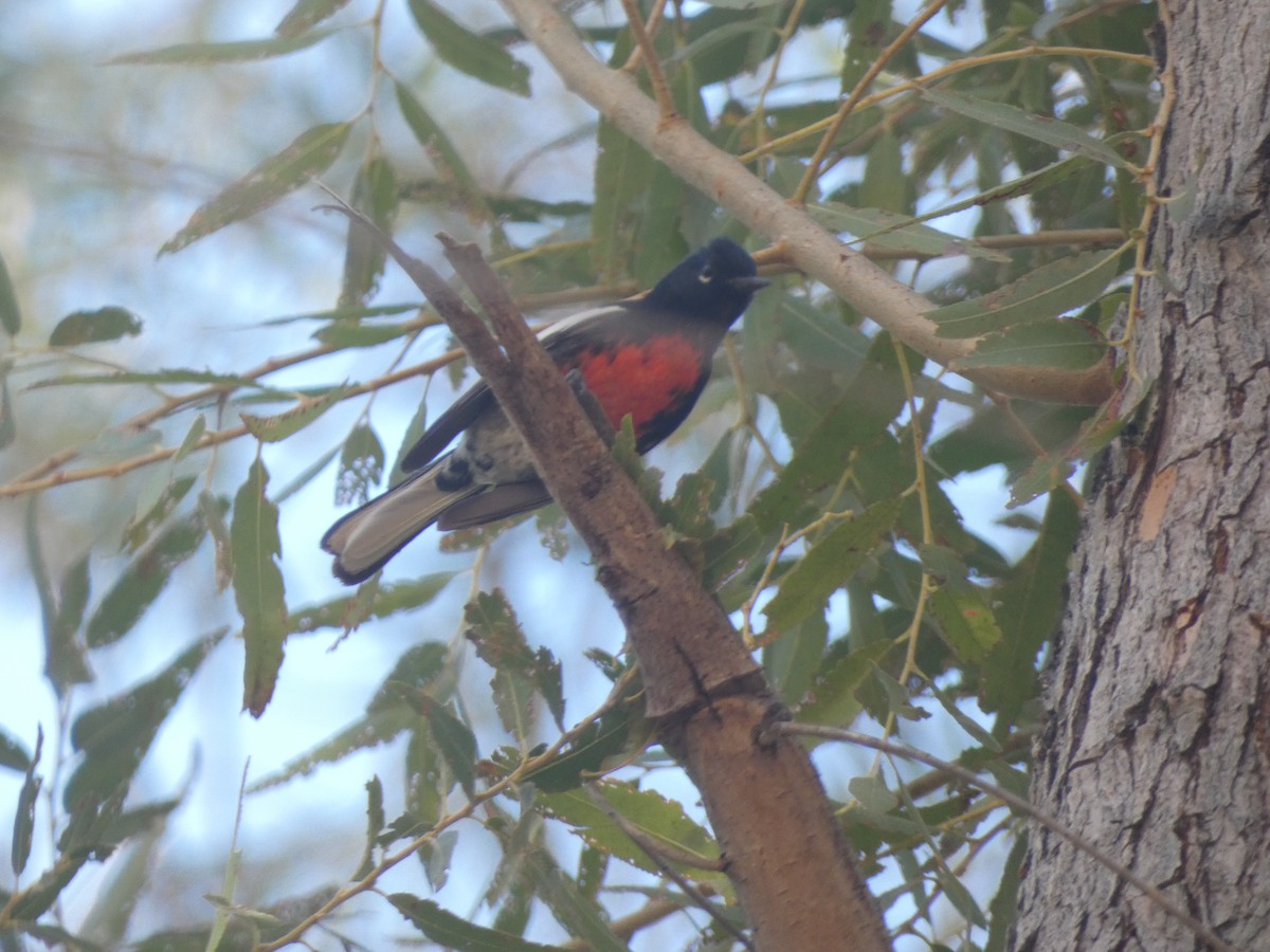 Painted Redstart - ML282917371