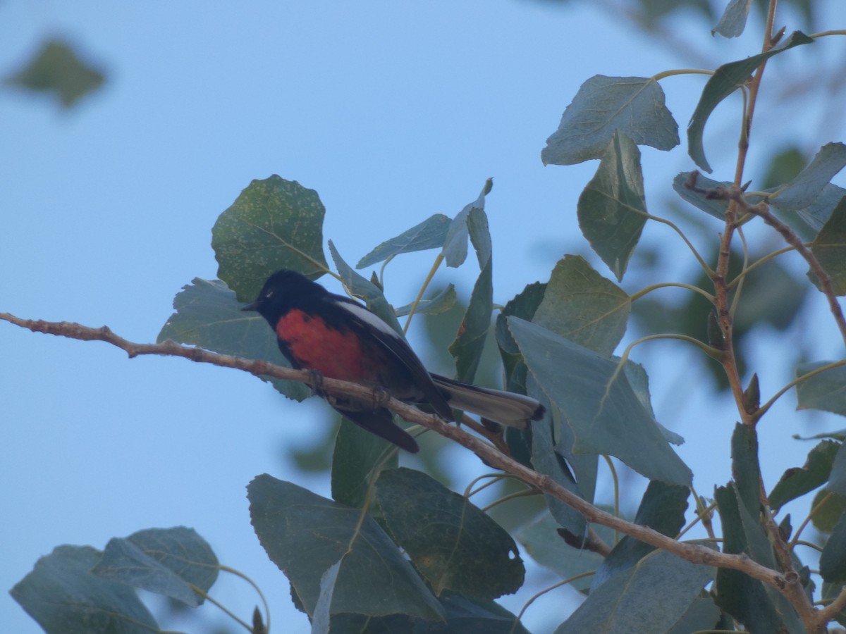 Painted Redstart - ML282917381