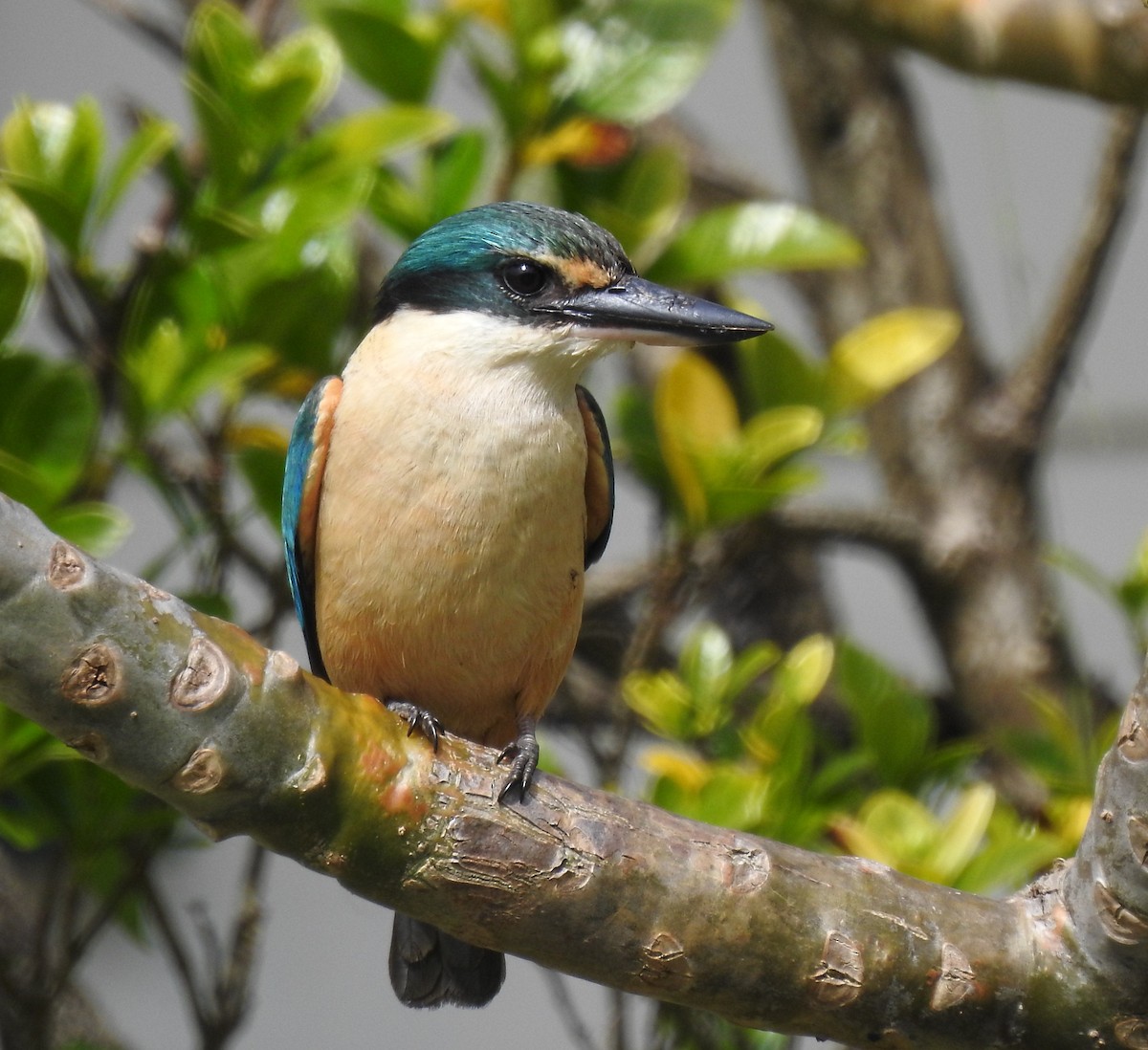 Sacred Kingfisher - ML282917541