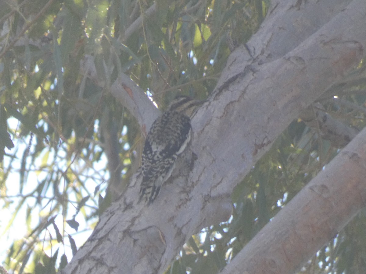 Yellow-bellied Sapsucker - ML282917561