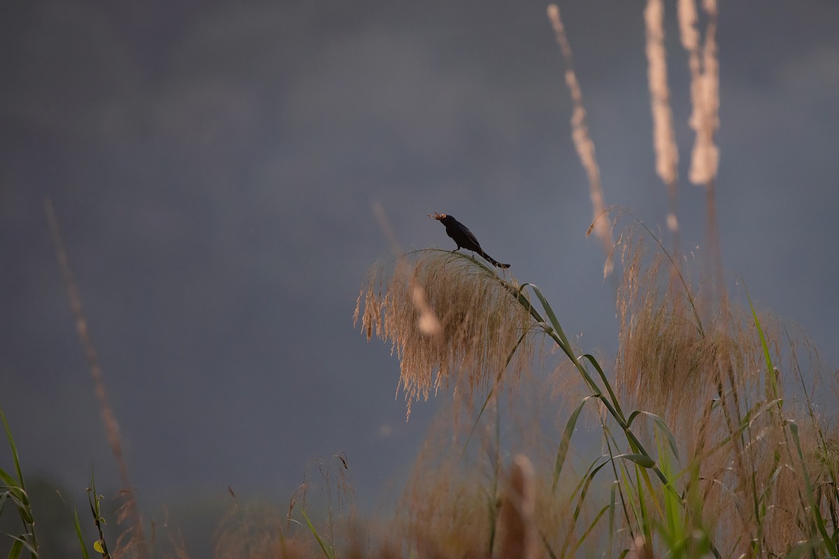 drongo černý - ML282920181