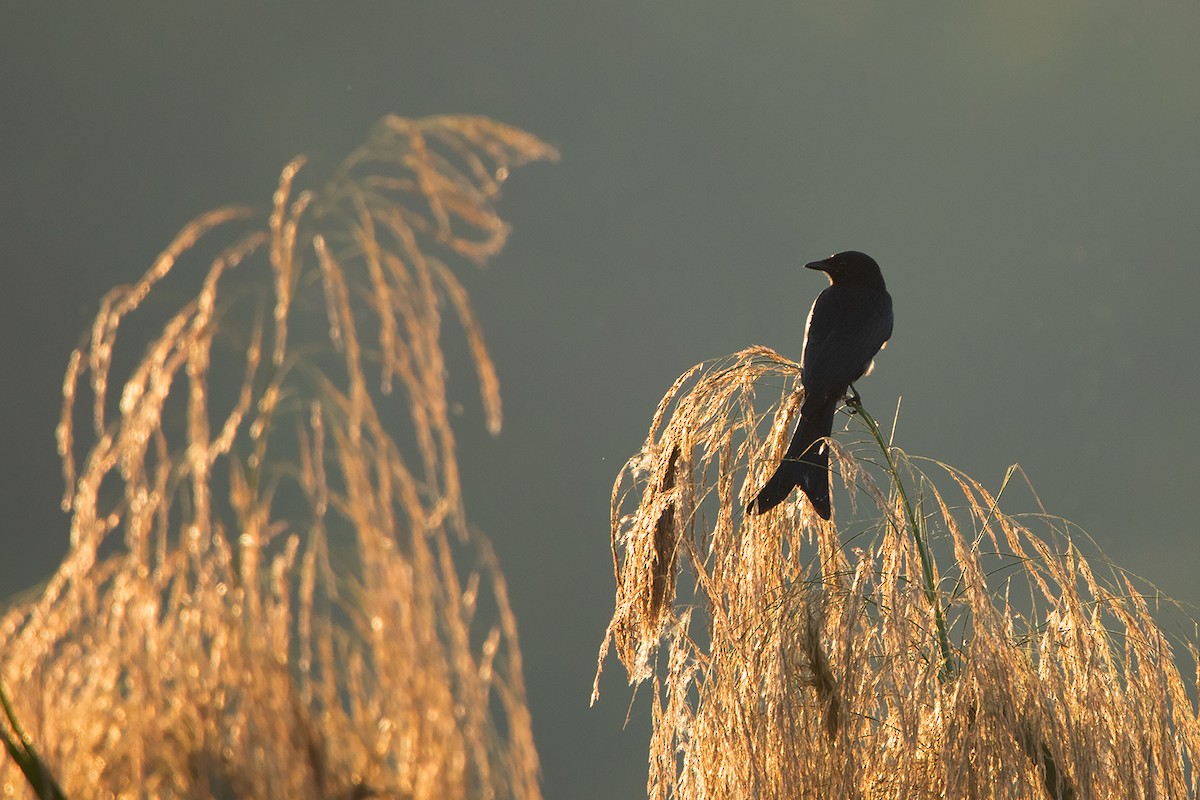 Black Drongo - Ayuwat Jearwattanakanok