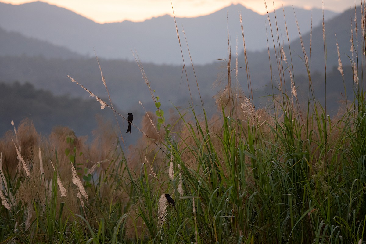 Black Drongo - Ayuwat Jearwattanakanok