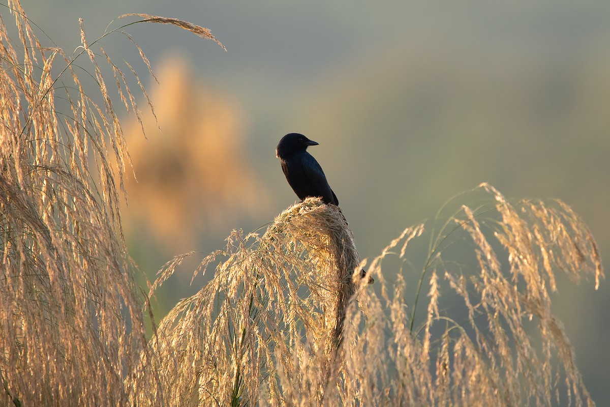 drongo černý - ML282920221