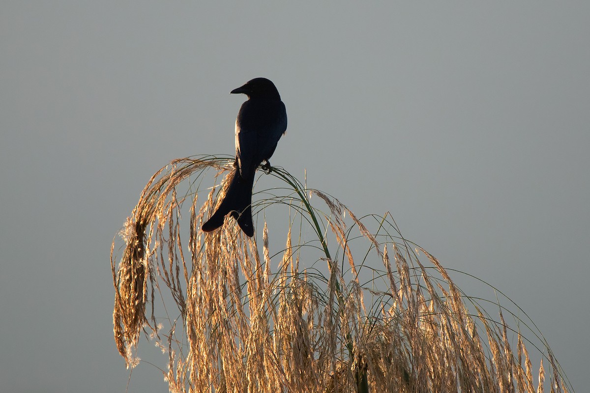 Black Drongo - Ayuwat Jearwattanakanok