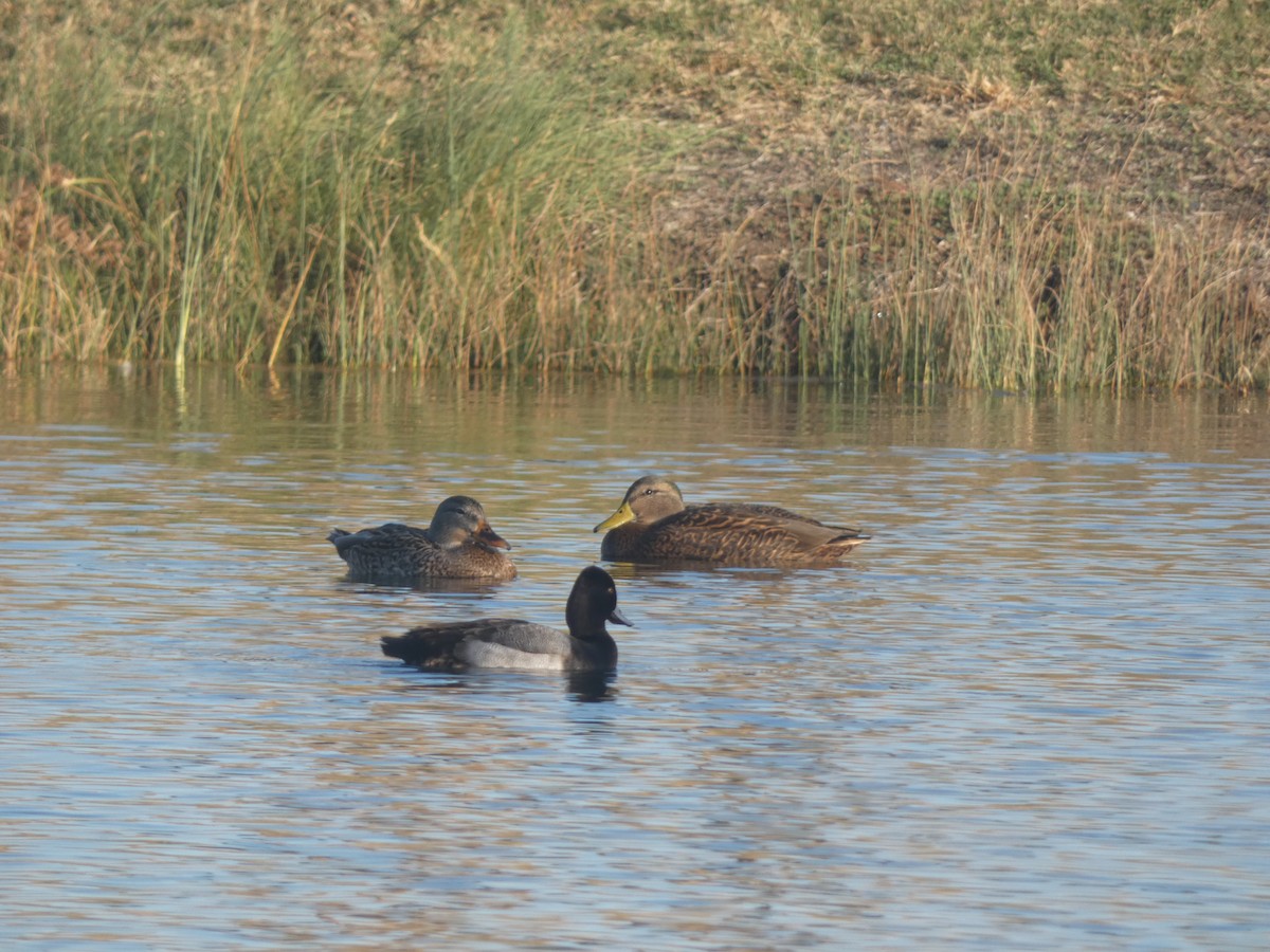 Mexican Duck - ML282920431