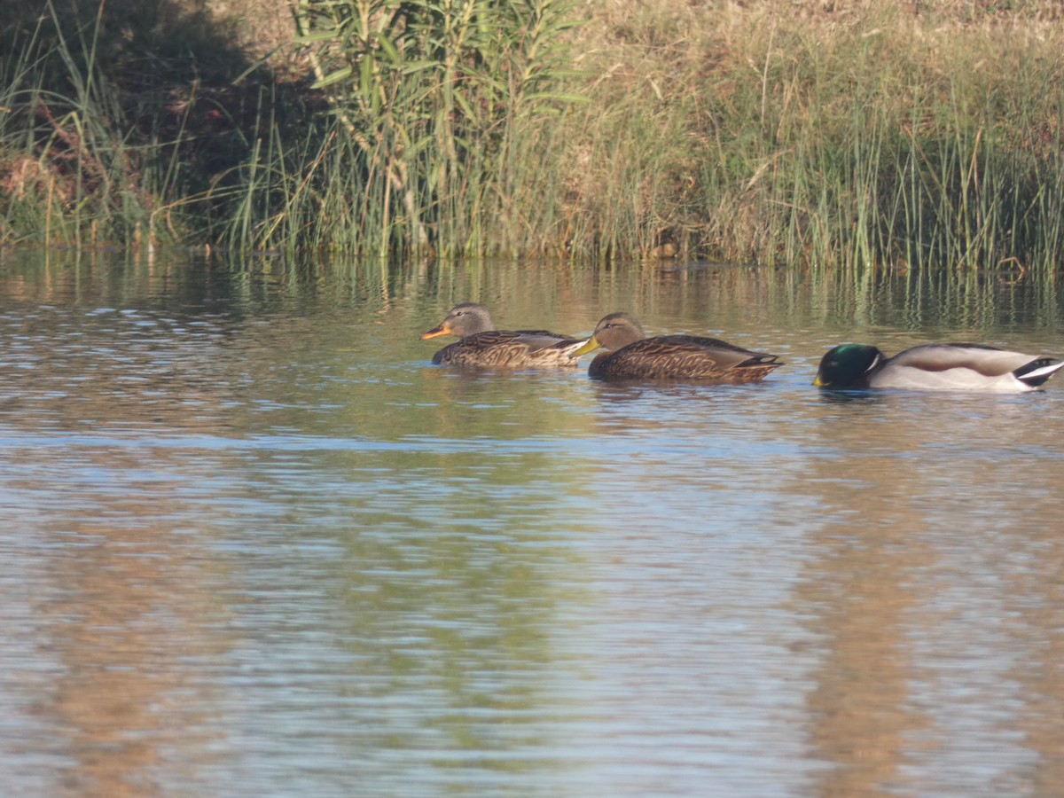 Mexican Duck - ML282920441