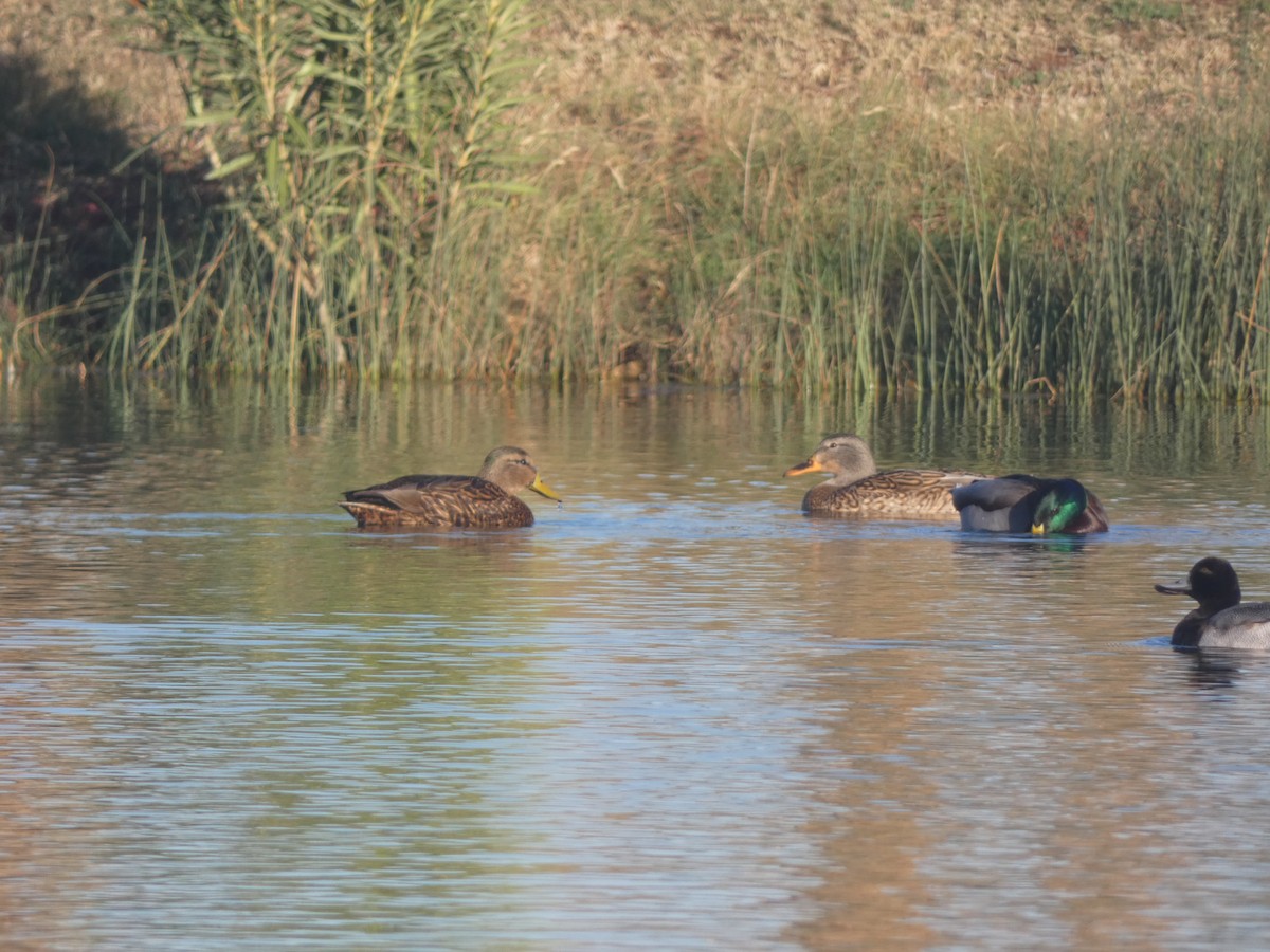 Mexican Duck - ML282920451