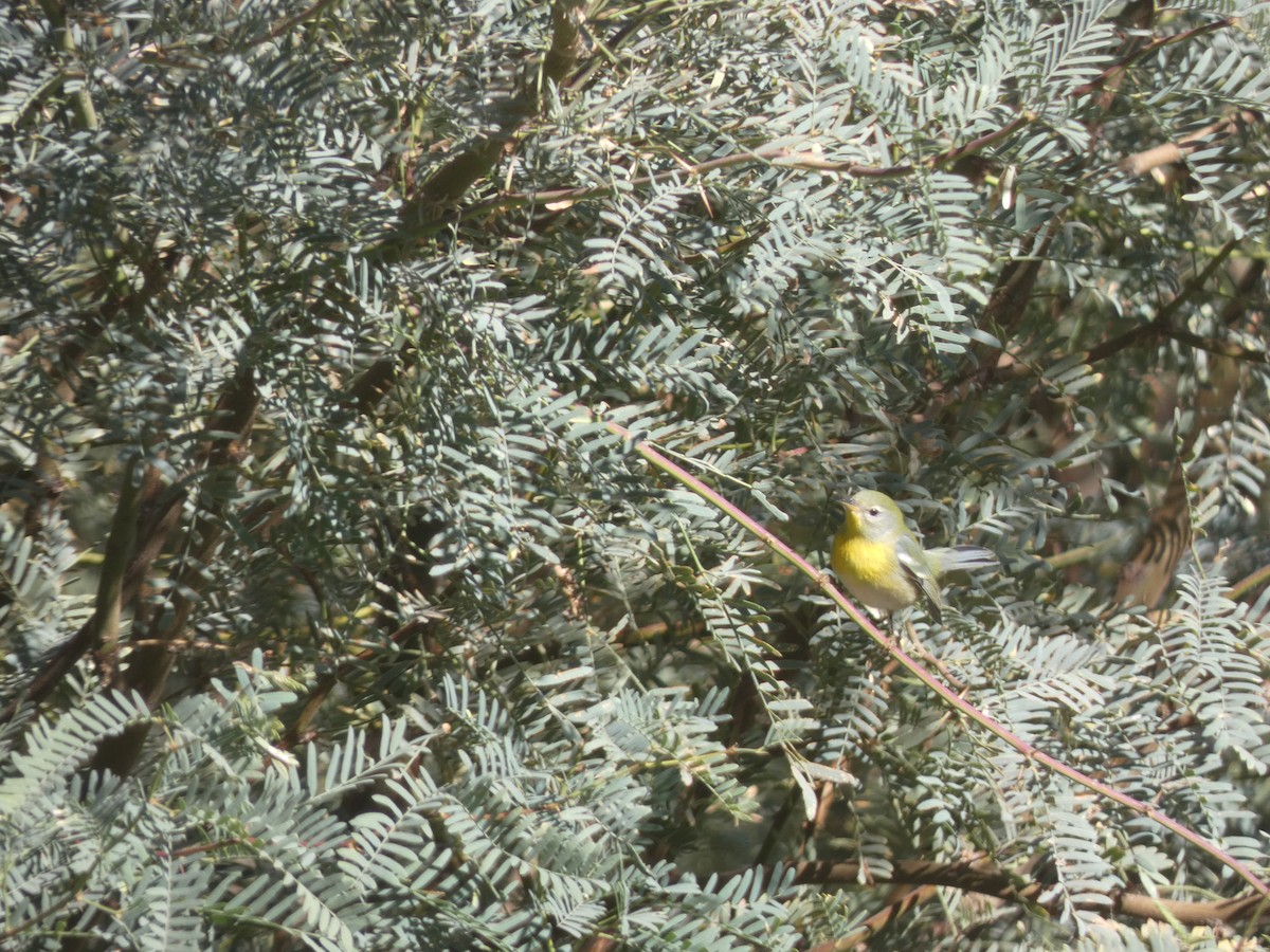 Northern Parula - ML282921001