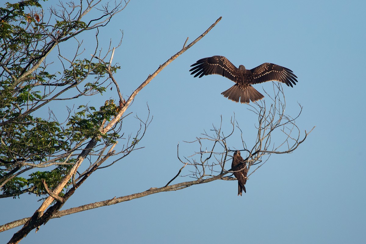 Black Kite (Black-eared) - ML282921401