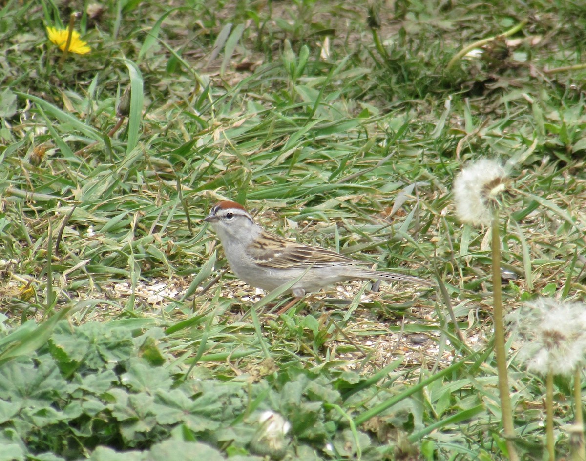 Chipping Sparrow - ML28292181