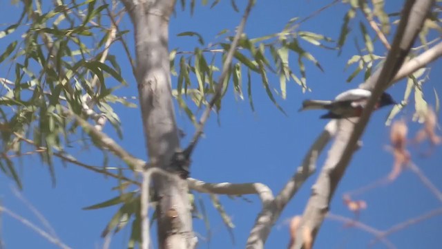 Painted Redstart - ML282923791