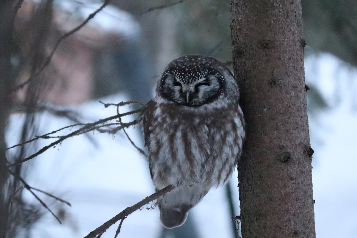 Boreal Owl - ML282923881