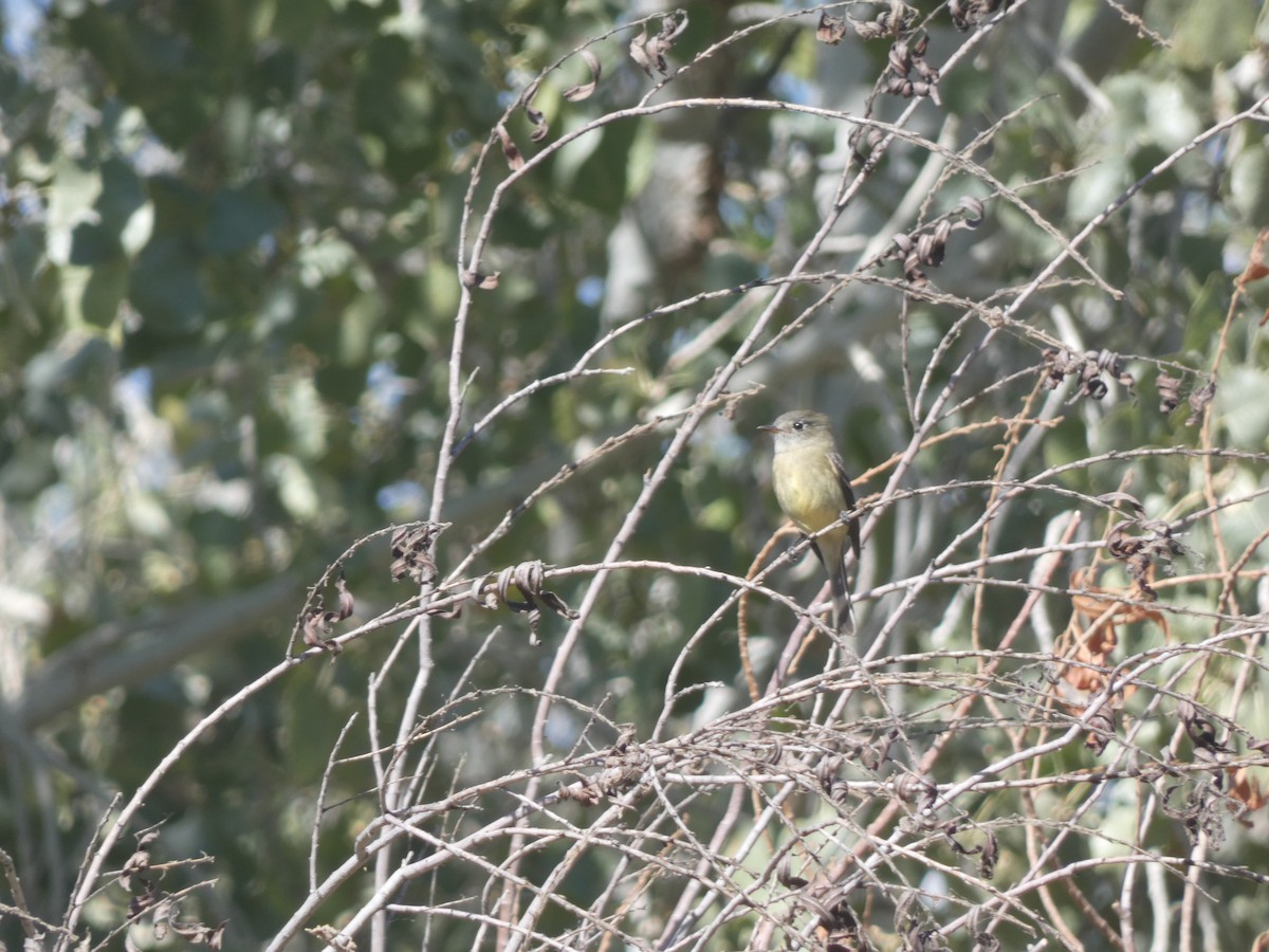 Dusky Flycatcher - ML282924131