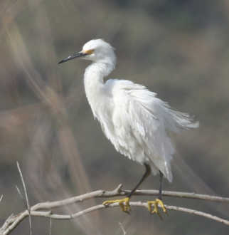 Snowy Egret - ML28292441