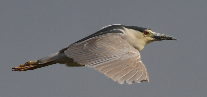 Black-crowned Night Heron - ML28292481