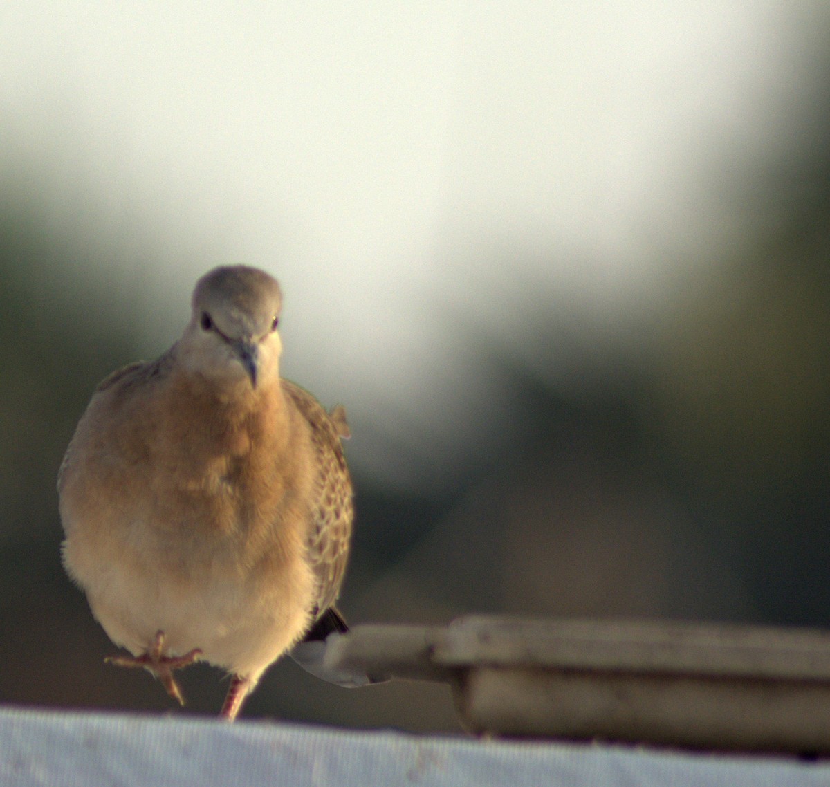 珠頸斑鳩 - ML282924971