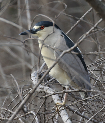 Black-crowned Night Heron - ML28292501