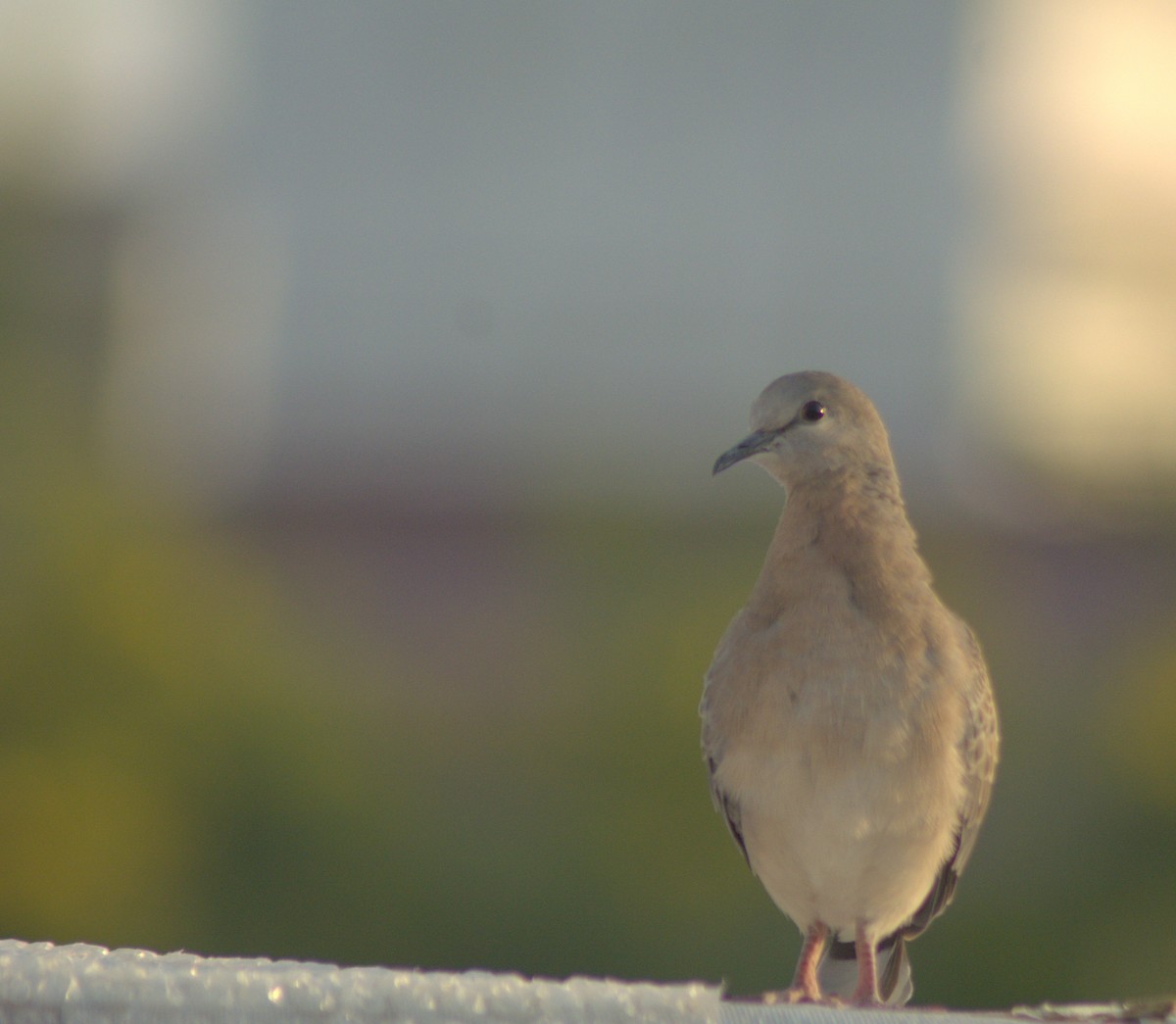 珠頸斑鳩 - ML282925151