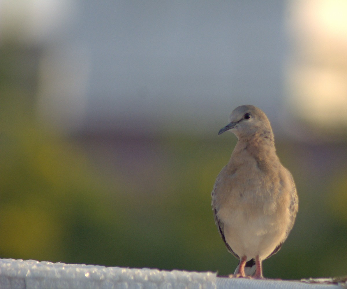 珠頸斑鳩 - ML282925301