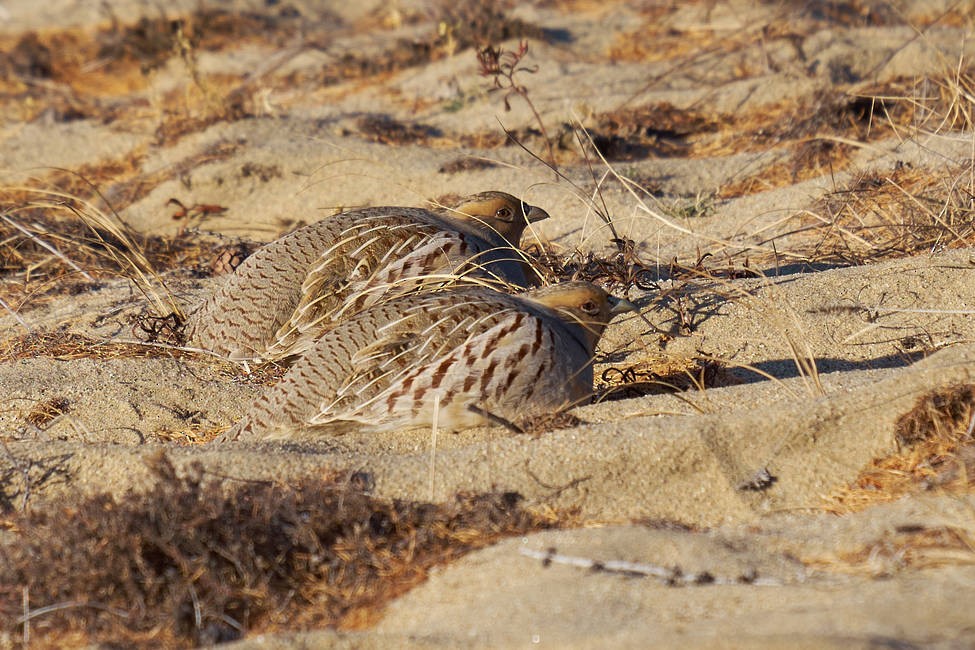 Daurian Partridge - Vitaly Kravchenko