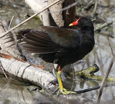 Common Gallinule - ML28292541